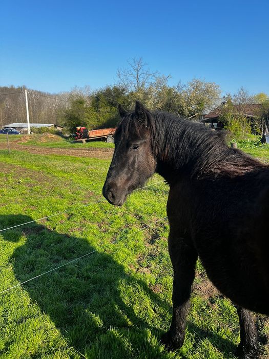 Mânză neagră din cai grei