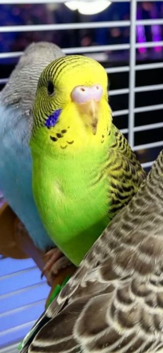 Попугай домашний