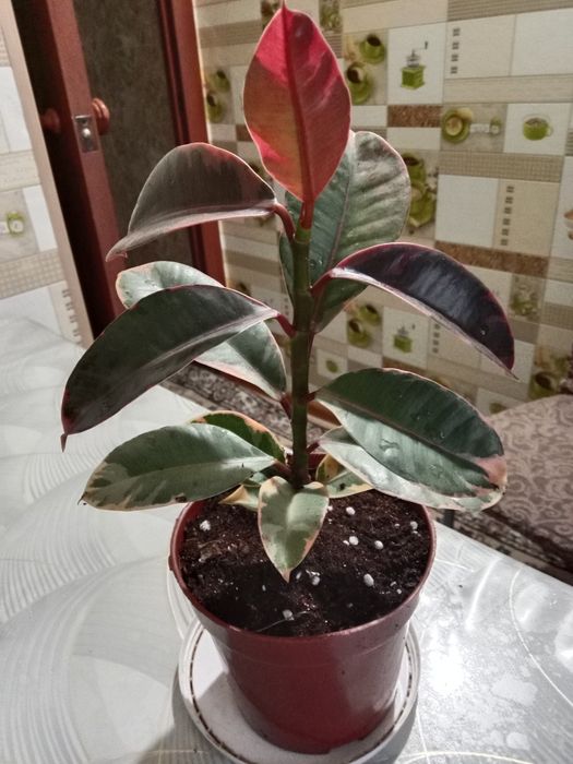 Фикус Руби Пинк продам