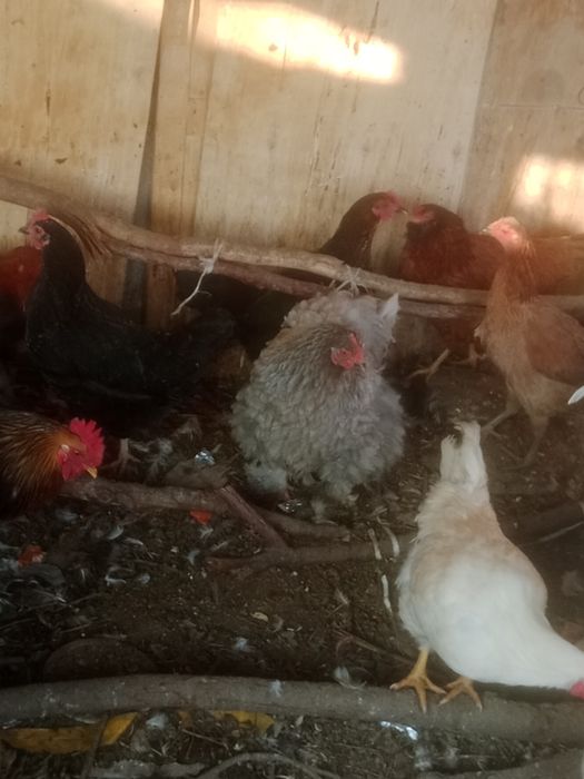 Продам куры продам
