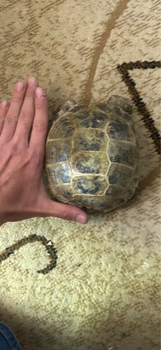 Продам черепаху