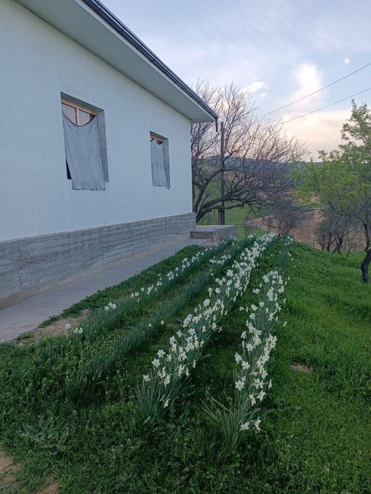 Kadastri bor 20 soʻtik