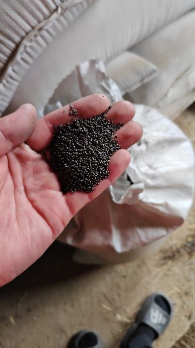 Продам семена люцерны.