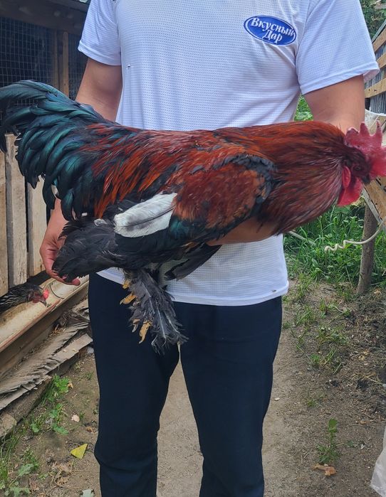 Бий йиллик йош соглом хурозлар сотилади: 150 000 so’m