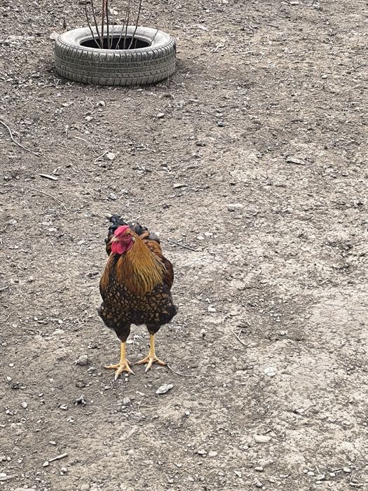 Cocoș wyandotte gsg 2025