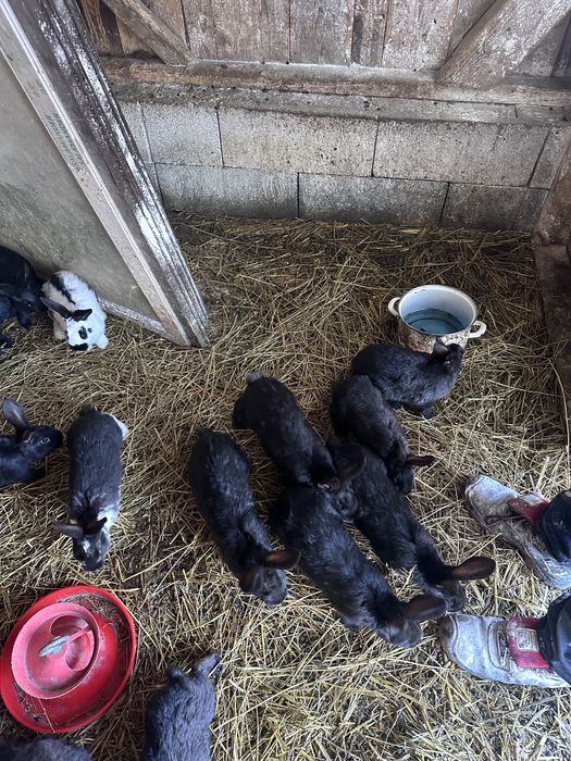 Vand sau schimb iepuri pe cereale sau gaini de rasa