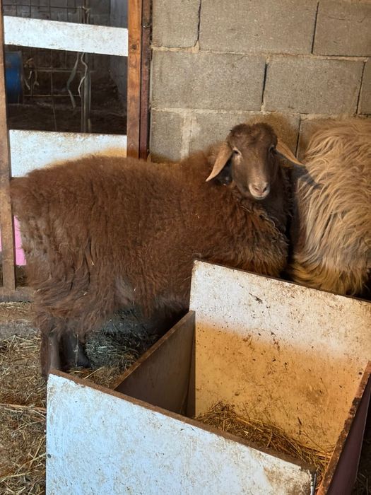 Бараны кой жирные