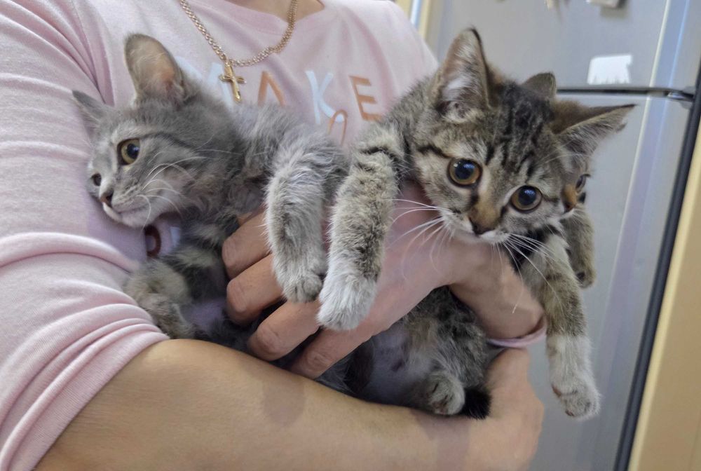 Котята маленьки красивые