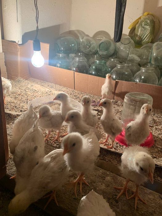 Jojalar tuxum yonalishida