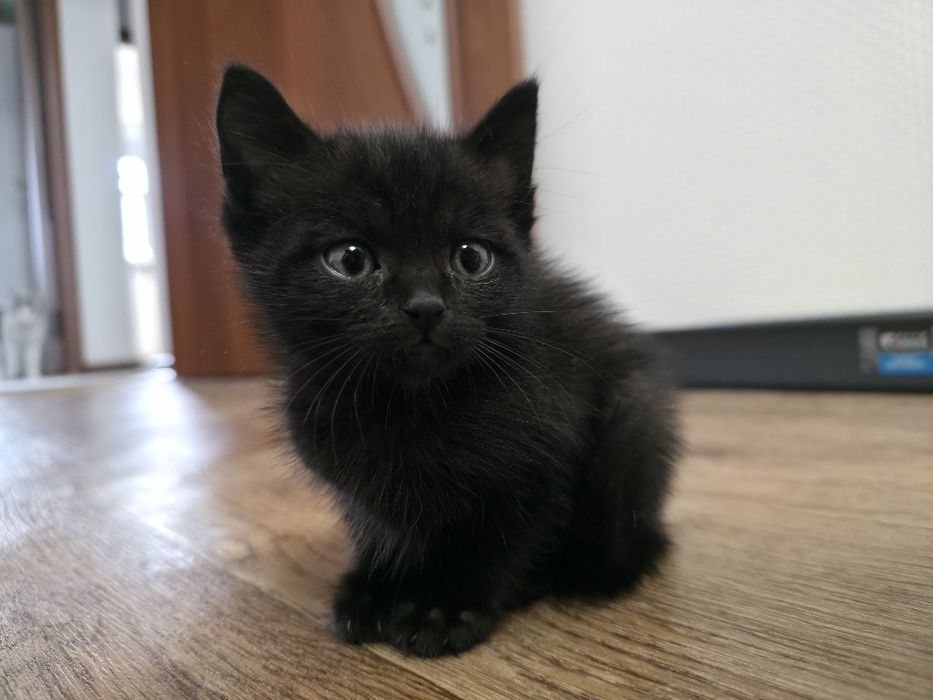 Отдаём котёнка в добрые руки