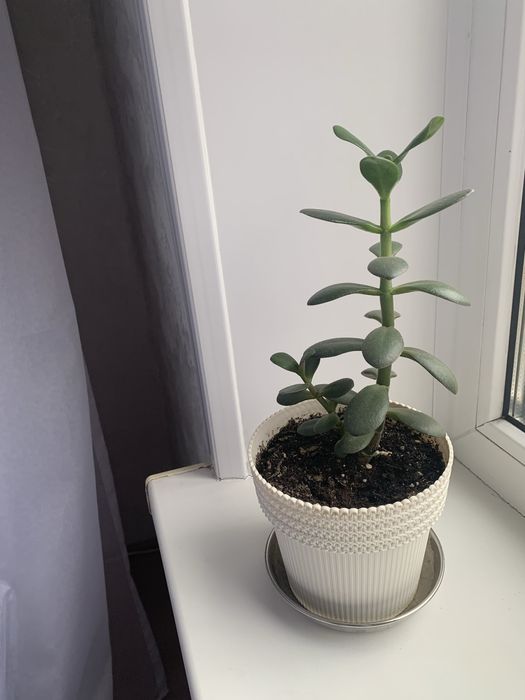 Комнатные  цветы толстянка