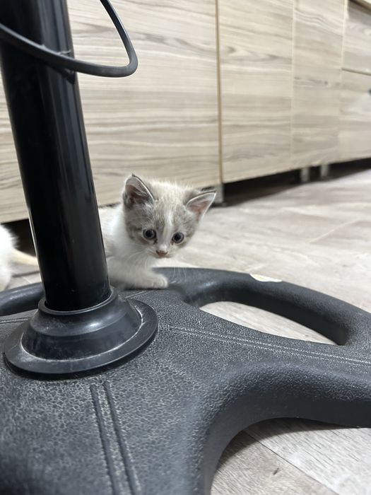 отдам котят в добрые руки.