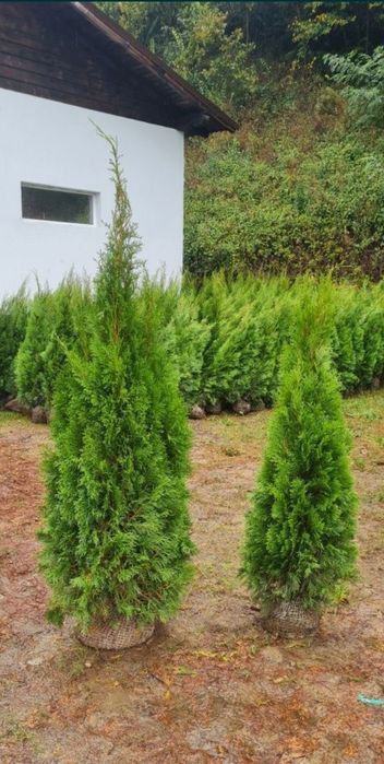 Tuia leylandii gazon rulou