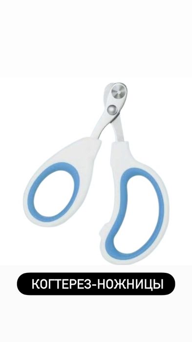 Шотланский выслаухий