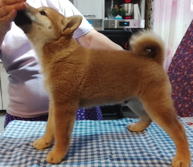 Щенки сиба ину клубные