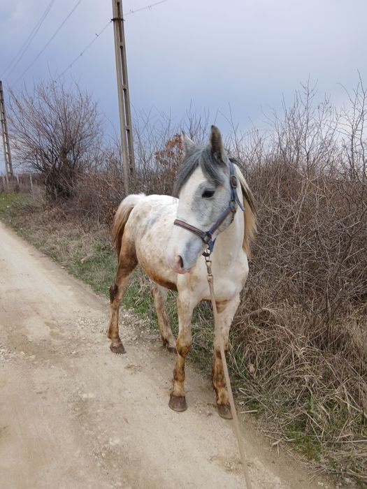 Manz pinto de 2 ani bland