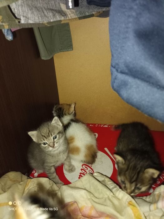 Подарявам котета