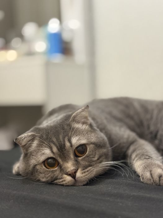 вязка кота скотиш фолд