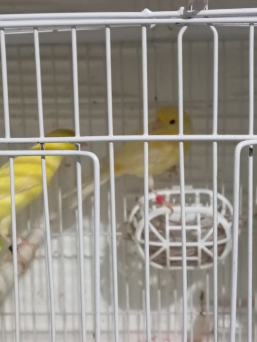 Продаю канарейку.