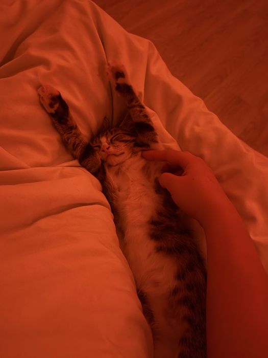 Отдам котенка в хорошие руки