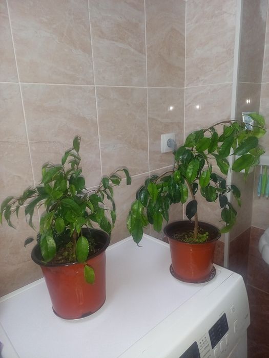 Комнатние растения