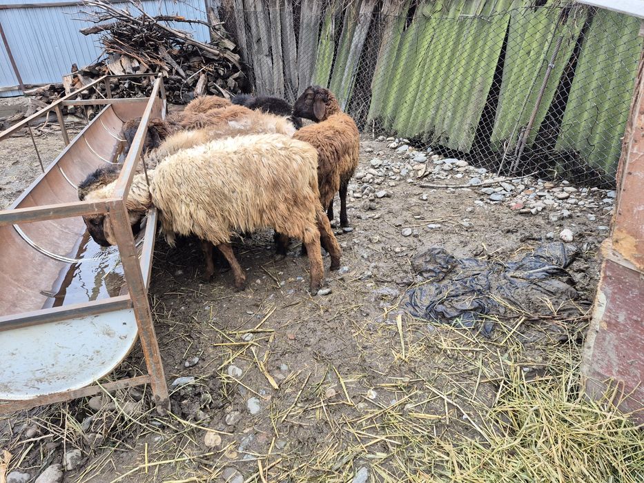 Токты кошкар тоқты қошқар