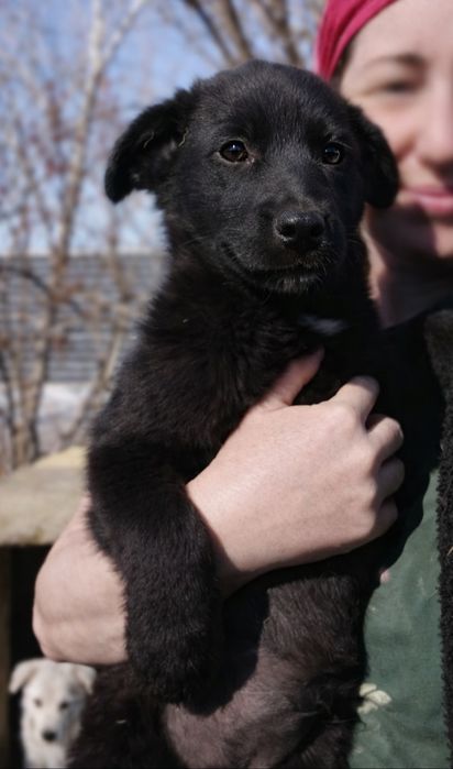 Щенки мальчики бесплатно