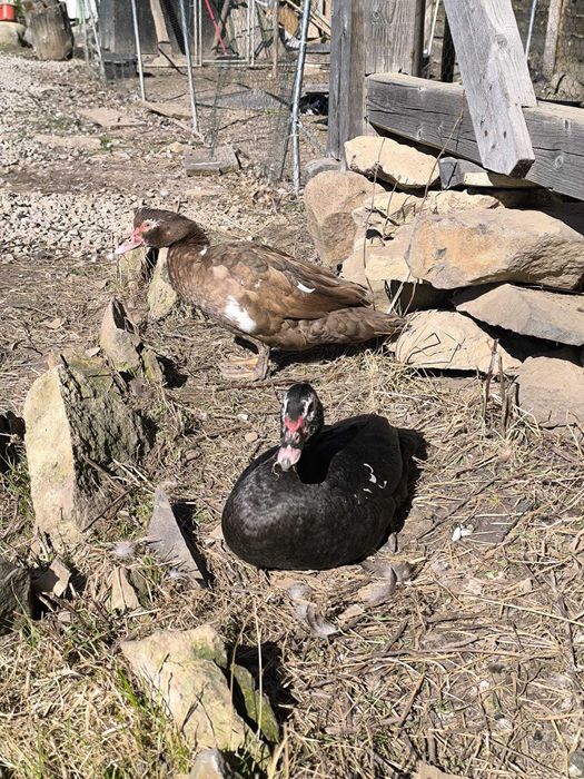 rate de vanzare rasa mute, lesesti