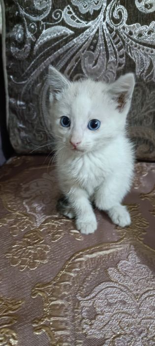 Отдам в добрые руки котят, мальчики