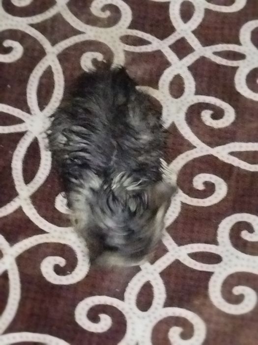 Отдам кота даром