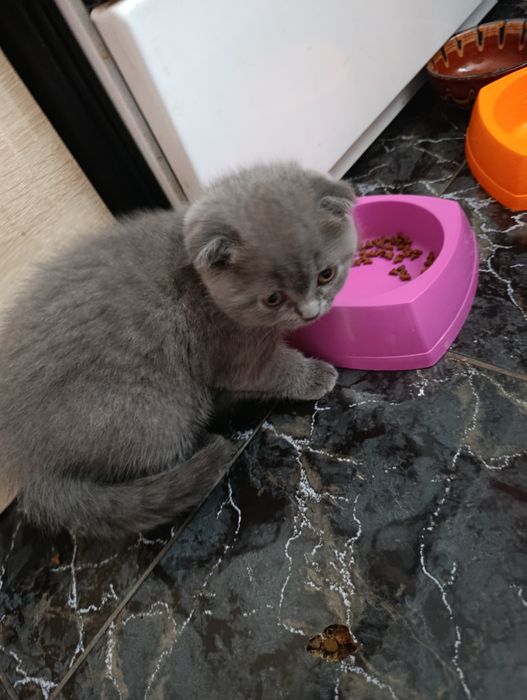 Британски котета