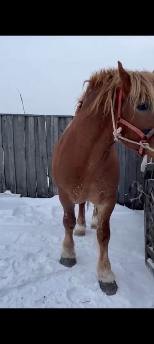 Продам жеребеца