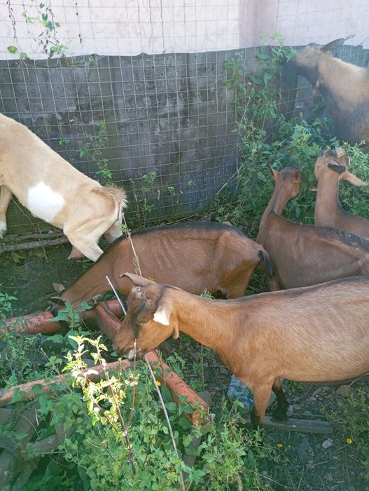 15 capre plus țapul