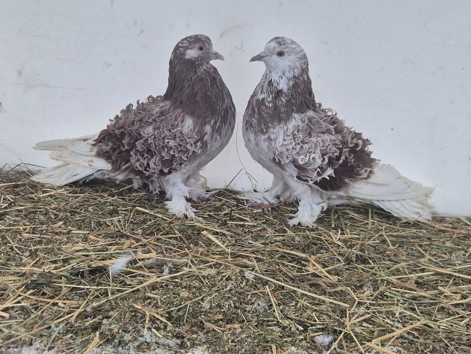 Vând porumbei creti