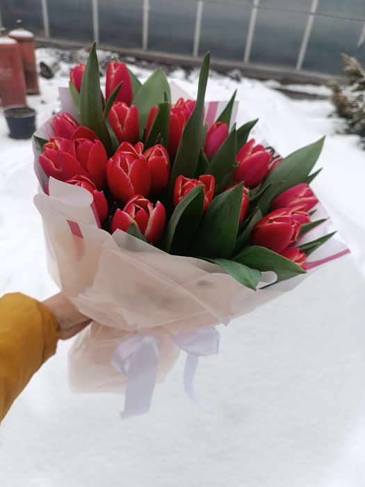 Тюльпаны к 8 марта и 14 февраля.