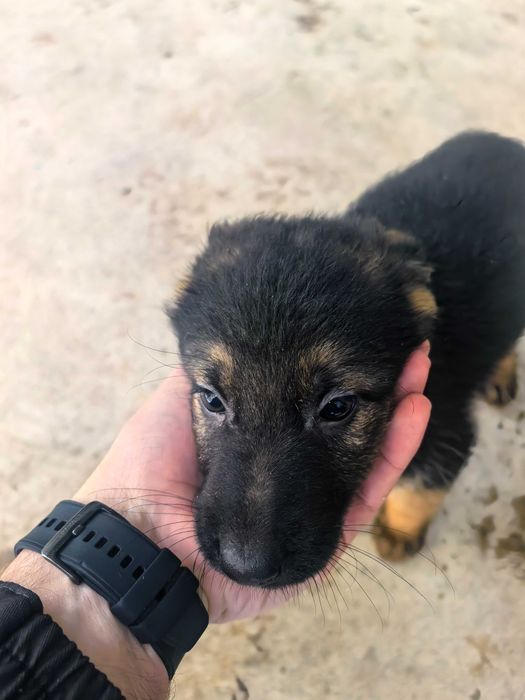 Свободна Немска Овчарка