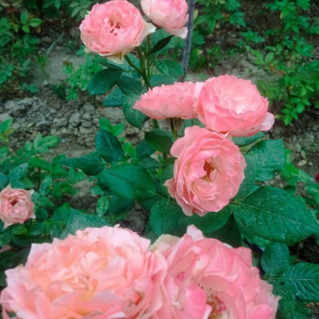 Садовник Дезинфекция хим.оброботка посадку цветов и деревьев