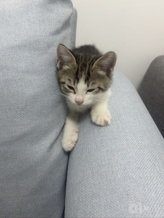 Отдам котят в хорошие руки
