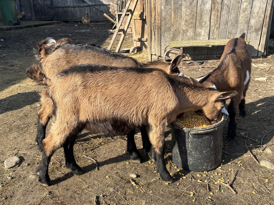 Iedute alpine franceze