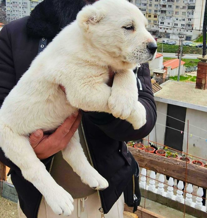 Кученца CAO Алабай