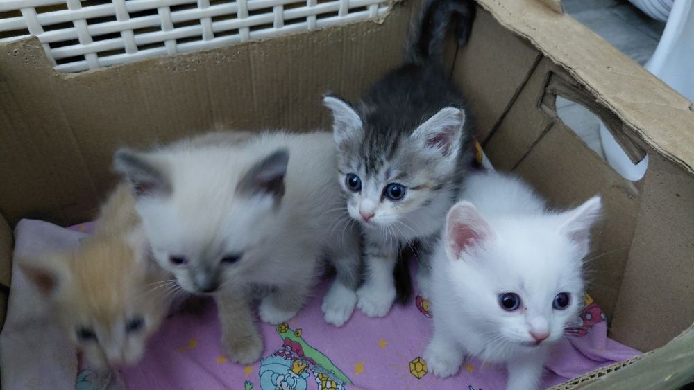 Котята в добрые руки