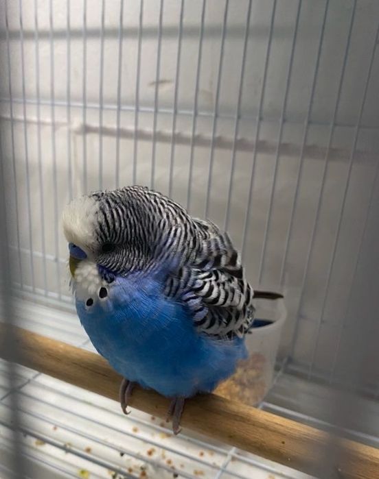 Продам волнистого попугая