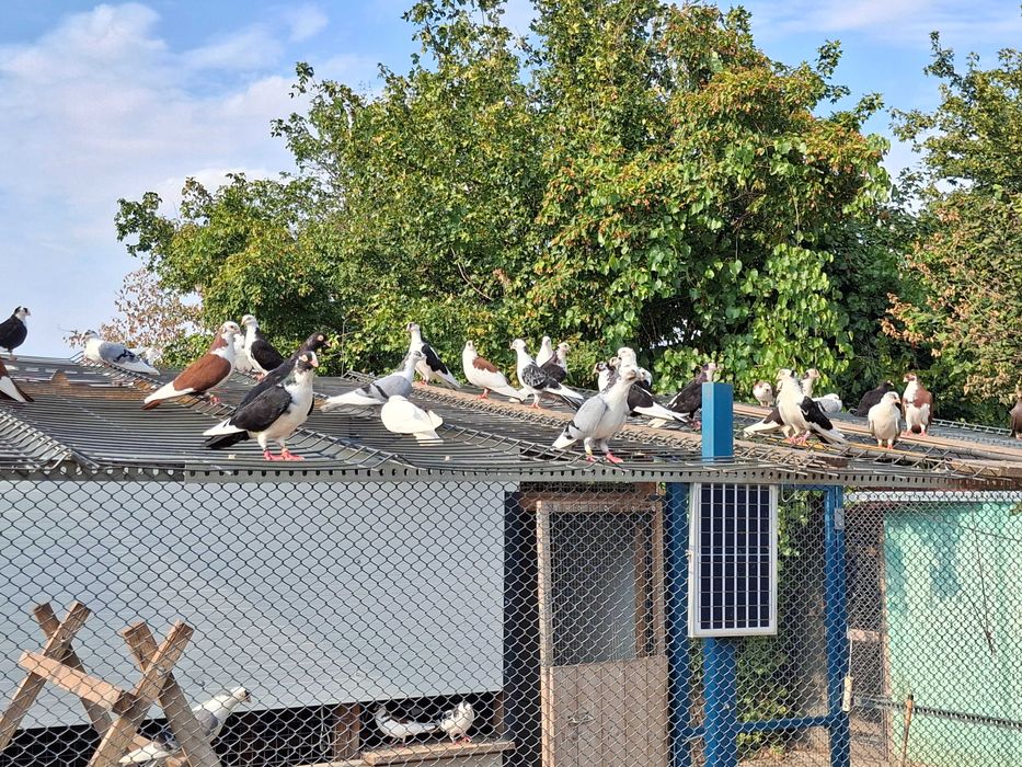 Porumbei jucatori galateni si zburatori romanesti
