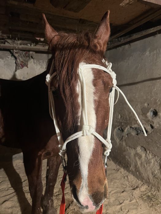 Зангар жуген кол онер