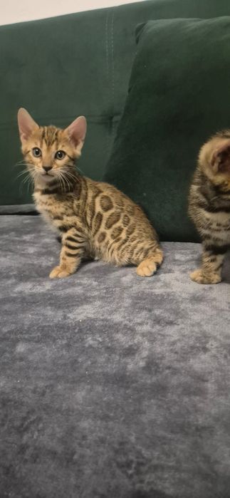 Fetita bengali,Asiguram transport!