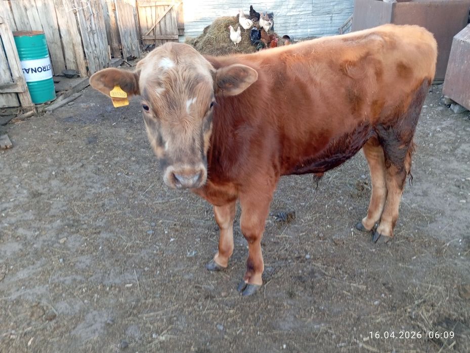 Продам быка, подробности в описании