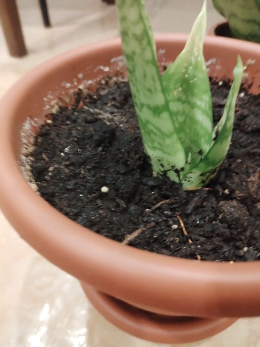 Цветы комнатные в горшках.