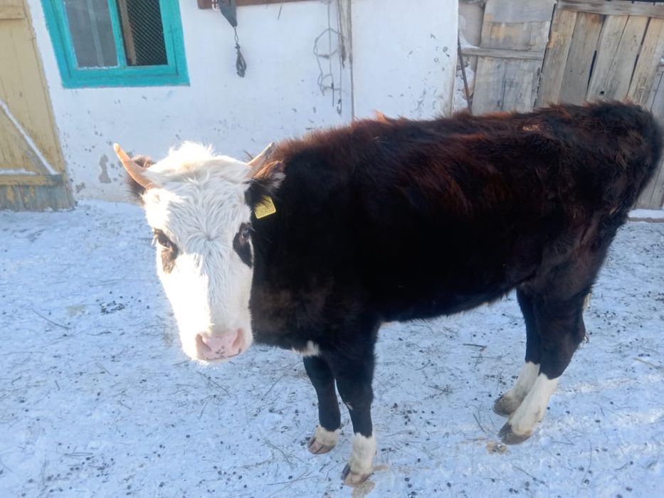 Продается крс (бычок и телочка )