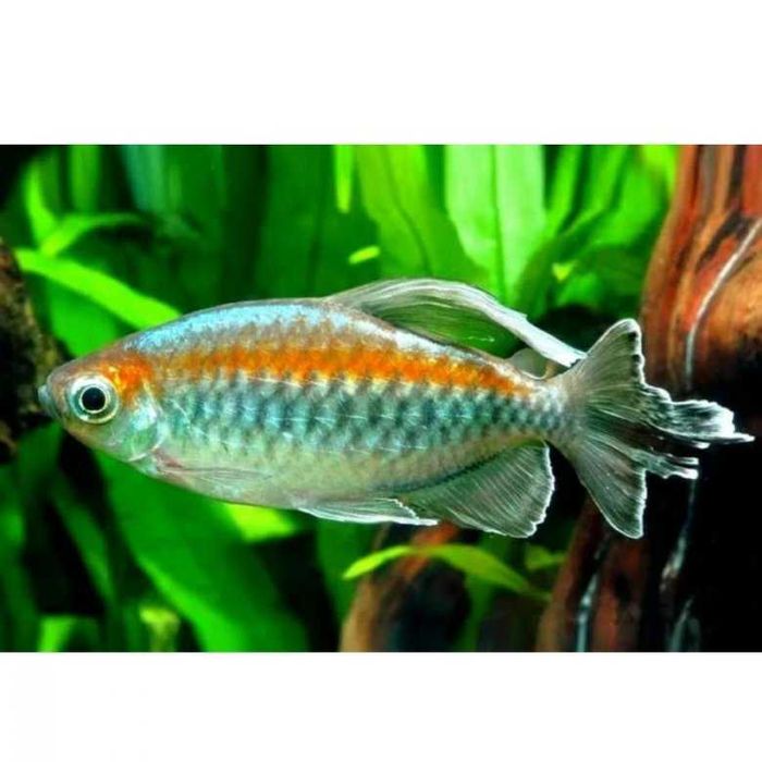 Тетра Конго (Phenacogrammus interruptus) продаются только парами