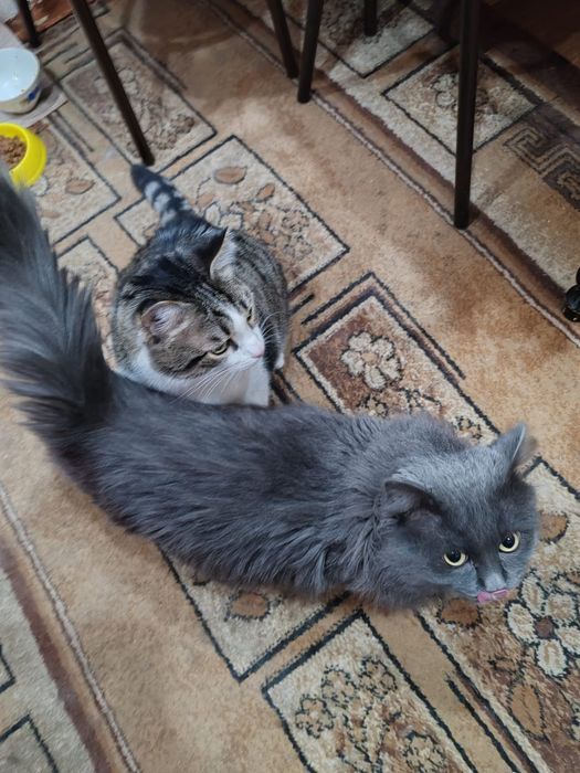 Коты домашние, два кота